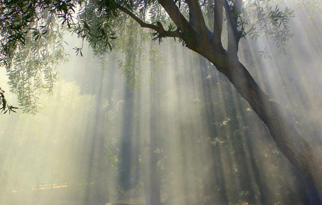 foggy, olive tree, nature