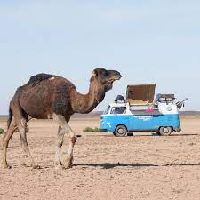 Loa sahauríes en el desierto